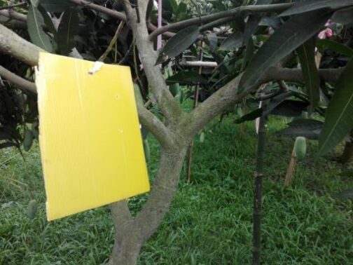 হলুদ আঠালো ফাঁদ - Yellow Sticky Trap ( ৮ x ১২ ইঞ্চি ) - Image 4