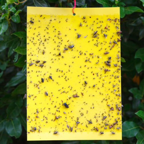 হলুদ আঠালো ফাঁদ - Yellow Sticky Trap ( ৮ x ১২ ইঞ্চি ) - Image 3