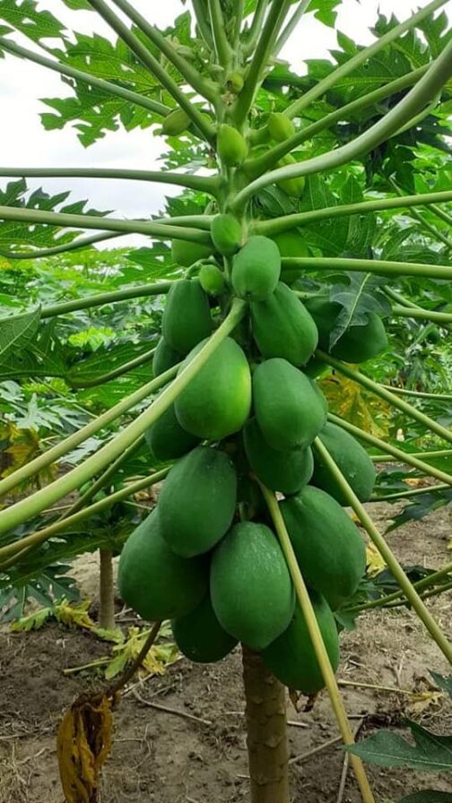 বাবু - পেঁপে ( ১ গ্রাম )- বাবু হাইব্রিড পেঁপে - Babu Hybrid Papaya - Image 2