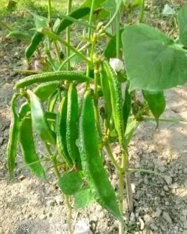 শিমের বীজ