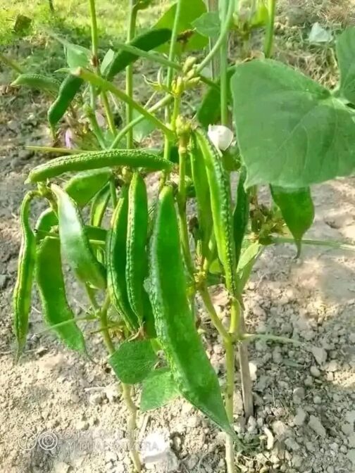 শিমের বীজ - Image 2