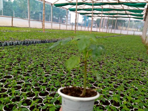 পেপের চারা – দ্রুত ফলনশীল ও রোগমুক্ত জাত - Image 7