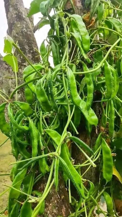 শিমের বীজ - Image 3