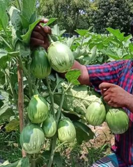 গ্রীন বল – বেগুন মালিক সিডস ( ৫ গ্রাম )-F1 হাইব্রিড বেগুন গ্রীন বল
