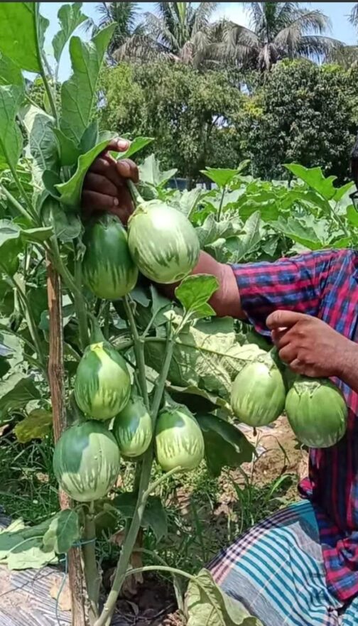 গ্রীন বল - বেগুন মালিক সিডস ( ৫ গ্রাম )-F1 হাইব্রিড বেগুন গ্রীন বল - Image 2