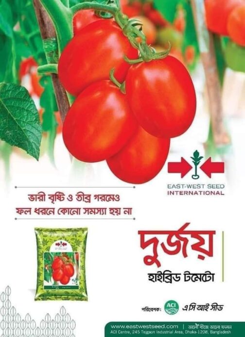 দুর্জয় ( টমেটো )-৫ গ্রাম - Hybrid Tomato Seeds Durjoy