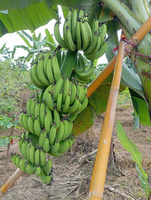 কলার চারা (টিস্যু কালচার)