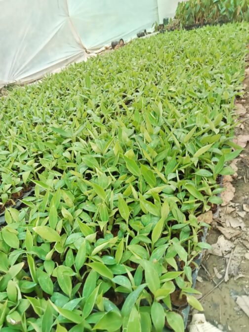 কলার চারা (টিস্যু কালচার) - Image 5