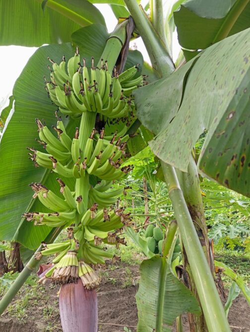 কলার চারা (টিস্যু কালচার) - Image 3