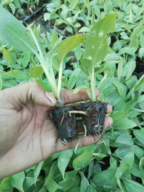 কলার চারা (টিস্যু কালচার) - Image 4