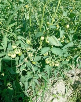 দুর্জয় ( টমেটো )-৫ গ্রাম – Hybrid Tomato Seeds Durjoy