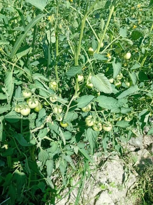দুর্জয় ( টমেটো )-৫ গ্রাম - Hybrid Tomato Seeds Durjoy - Image 2