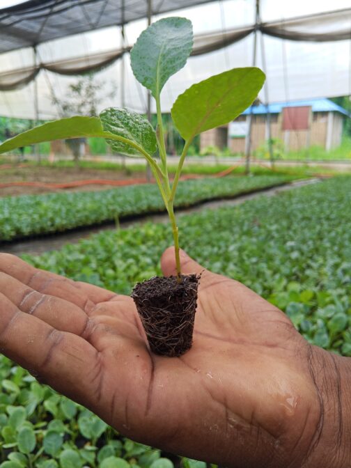 ফুলকপির চারা – উচ্চফলনশীল ও রোগমুক্ত জাত