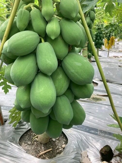 বাবু - পেঁপে ( ১ গ্রাম )- বাবু হাইব্রিড পেঁপে - Babu Hybrid Papaya - Image 3