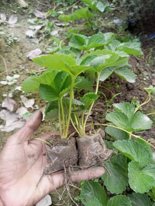 স্ট্রবেরি চারা (টিস্যু কালচার) - Image 4