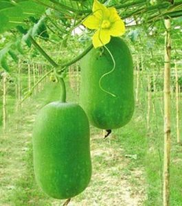 চাল কুমড়া বীজ