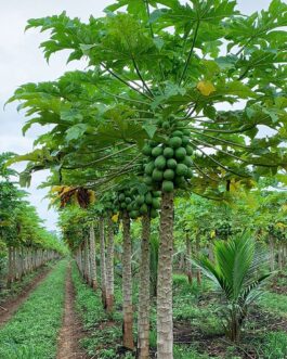 পেপের চারা – দ্রুত ফলনশীল ও রোগমুক্ত জাত