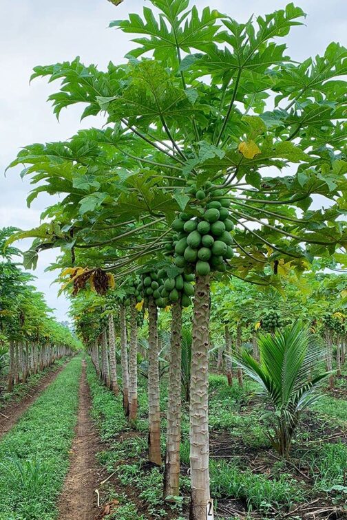পেপের চারা – দ্রুত ফলনশীল ও রোগমুক্ত জাত - Image 2