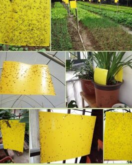 হলুদ আঠালো ফাঁদ – Yellow Sticky Trap ( ৮ x ১২ ইঞ্চি )