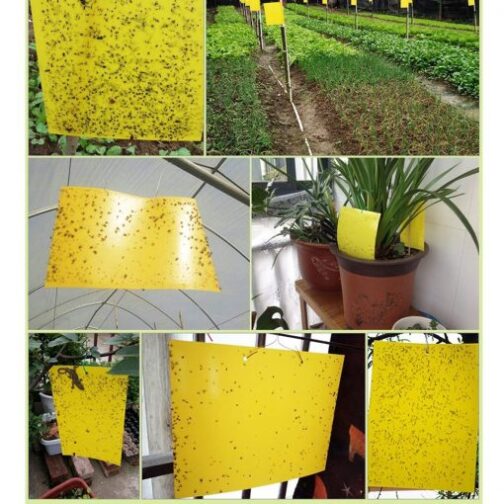 হলুদ আঠালো ফাঁদ - Yellow Sticky Trap ( ৮ x ১২ ইঞ্চি ) - Image 2