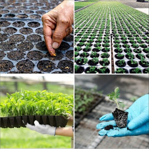 প্লাস্টিক সিডলিং ট্রে (Seedling Tray) - Image 3