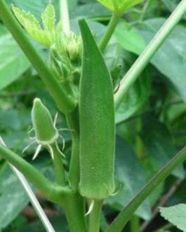 ঢেঁড়সের বীজ