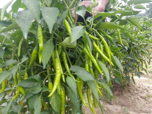 বিজলি - ( ১০ গ্রাম )- F1 হাইব্রিড মরিচ বিজলী - Image 3