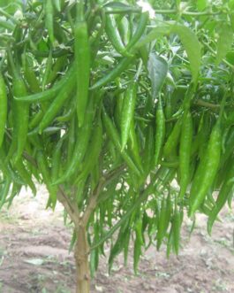 বিজলি – ( ১০ গ্রাম )- F1 হাইব্রিড মরিচ বিজলী