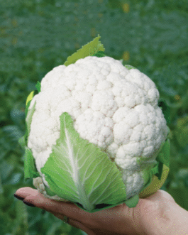 ফুলকপির চারা – উচ্চফলনশীল ও রোগমুক্ত জাত