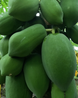 বেস্ট লেডি (Best Lady- F1 Hybrid Papaya) Best ফলন, Best মুনাফা -পেঁপে বীজ