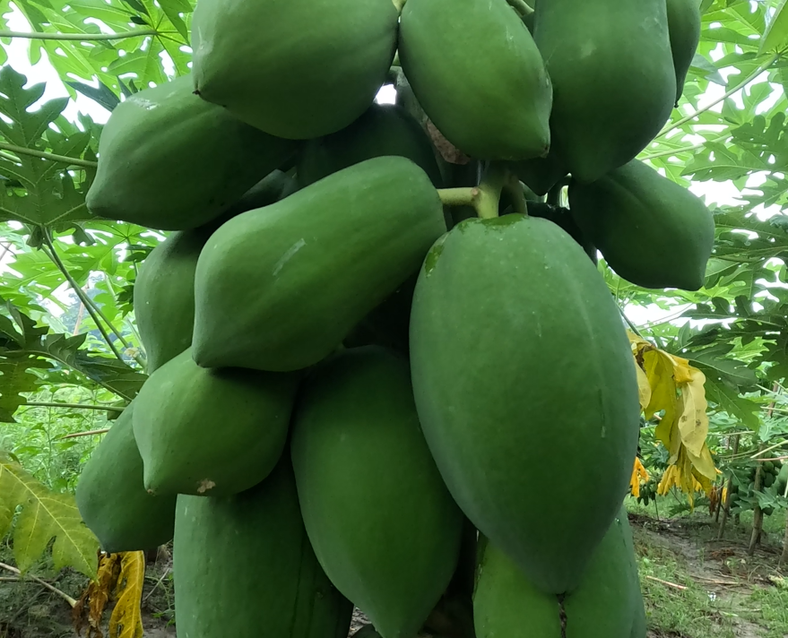 বেস্ট লেডি (Best Lady- F1 Hybrid Papaya) Best ফলন, Best মুনাফা -পেঁপে বীজ - Image 2