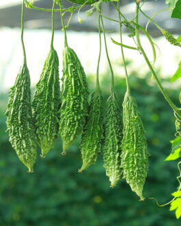 করলা বীজ