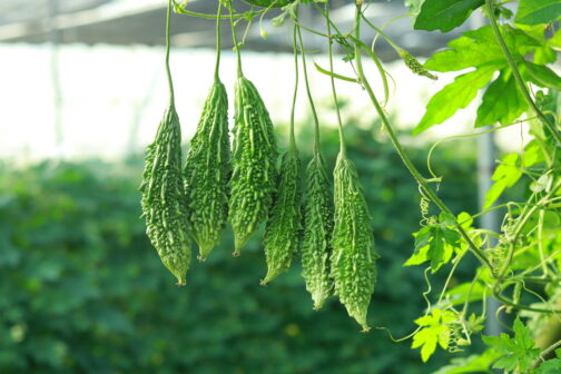 করলা বীজ - Image 2