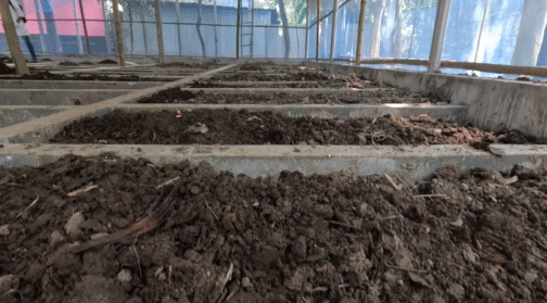 ভার্মিকম্পোস্ট – মাটির প্রাণ ফিরিয়ে আনার জাদু - Image 2