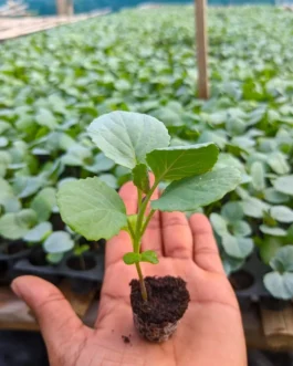 বাঁধাকপি চারা – উচ্চফলনশীল ও রোগমুক্ত জাত