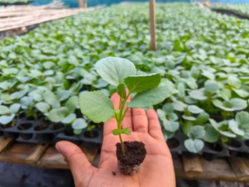 বাঁধাকপি চারা – উচ্চফলনশীল ও রোগমুক্ত জাত - Image 2
