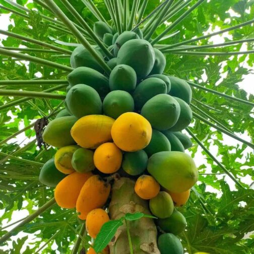 পেপের চারা – দ্রুত ফলনশীল ও রোগমুক্ত জাত