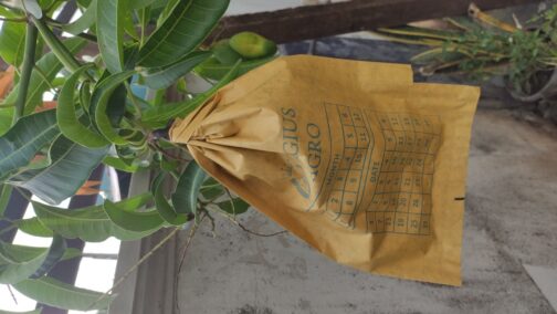 ম্যাংগো ব্যাগ - Mango Fruit Bag ( ৭.৫ x ১২ ইঞ্চি ) - Image 3