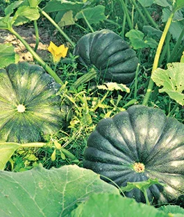 মিষ্টি কুমড়ার বীজ