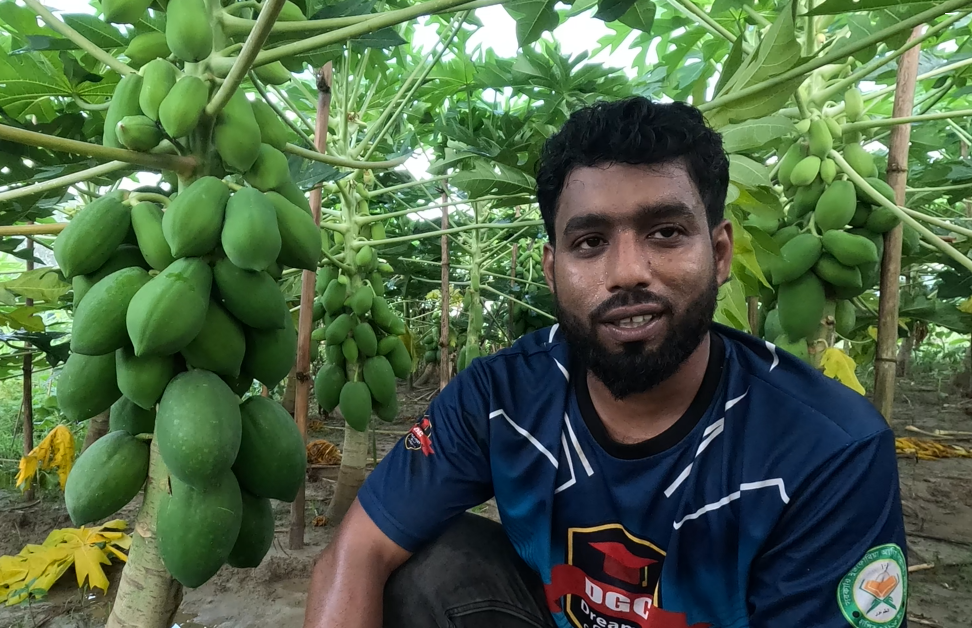 বেস্ট লেডি (Best Lady- F1 Hybrid Papaya) Best ফলন, Best মুনাফা -পেঁপে বীজ - Image 4
