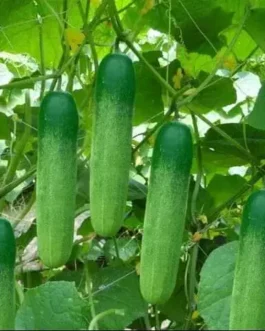 শসার বীজ