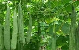 ঝিঙ্গার বীজ