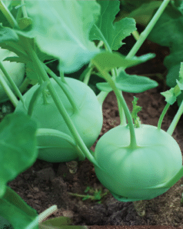 হাইব্রিড ওলকপি