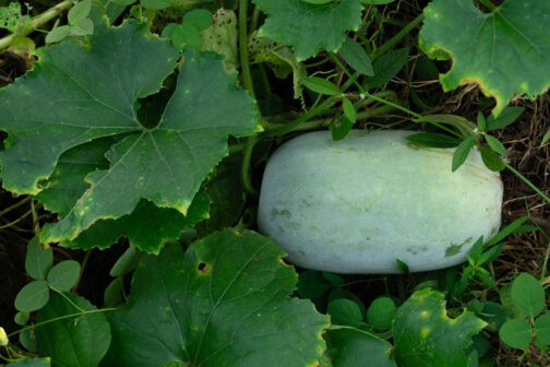 চাল কুমড়া বীজ - Image 3