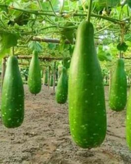 ACI ময়না হাইব্রিড লাউ-ময়না – লাউ – এ সি আই ( ১০ গ্রাম )