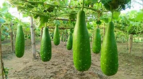 ACI ময়না হাইব্রিড লাউ-ময়না - লাউ - এ সি আই ( ১০ গ্রাম ) - Image 2