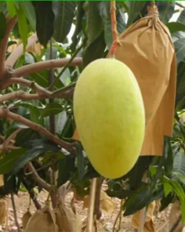 ম্যাংগো ব্যাগ – Mango Fruit Bag ( ৭.৫ x ১২ ইঞ্চি )