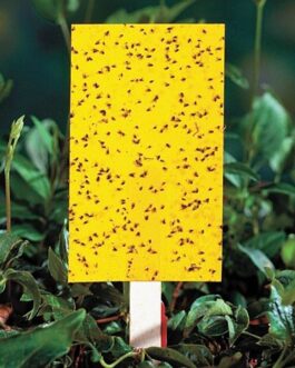হলুদ আঠালো ফাঁদ – Yellow Sticky Trap ( ৮ x ১২ ইঞ্চি )