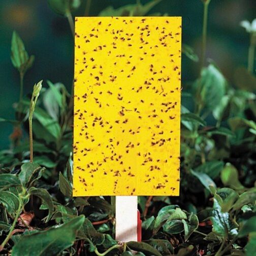 হলুদ আঠালো ফাঁদ - Yellow Sticky Trap ( ৮ x ১২ ইঞ্চি )
