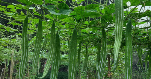 চিচিঙ্গার বীজ - Image 2